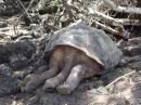 Sleepy Tortoise - Galapagos